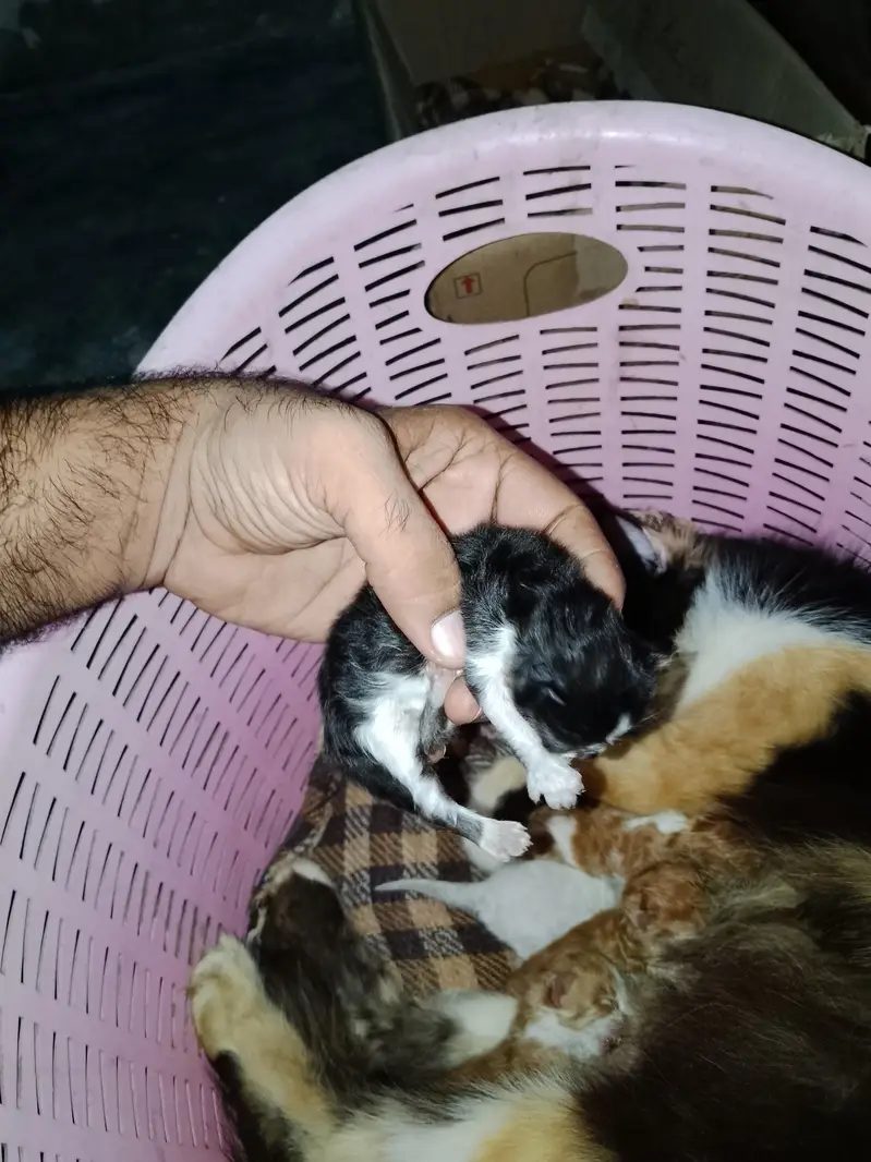 Persian cat 5 kitten pure Persian breed long hair full granted — photo 3