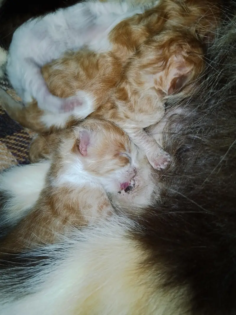 Persian cat 5 kitten pure Persian breed long hair full granted — photo 4