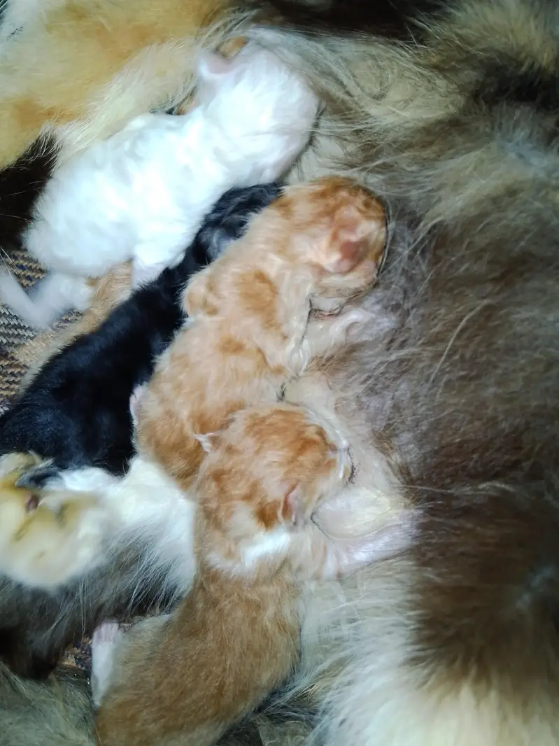 Persian cat 5 kitten pure Persian breed long hair full granted — photo 5