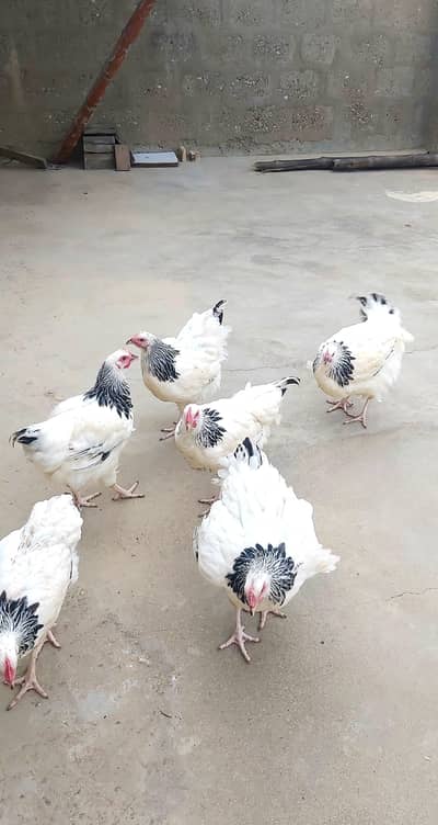 light sussex hen for sell