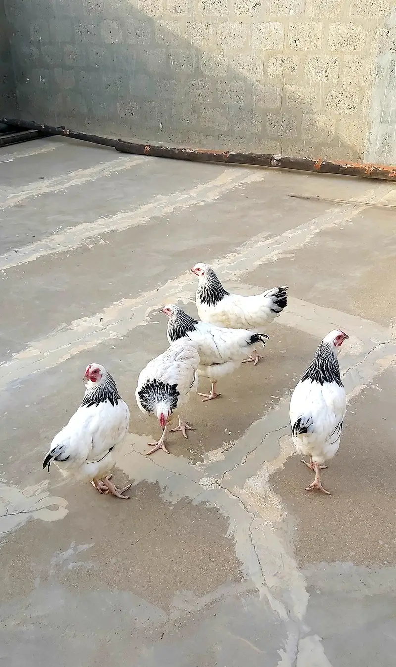 light sussex hen for sell — photo 2