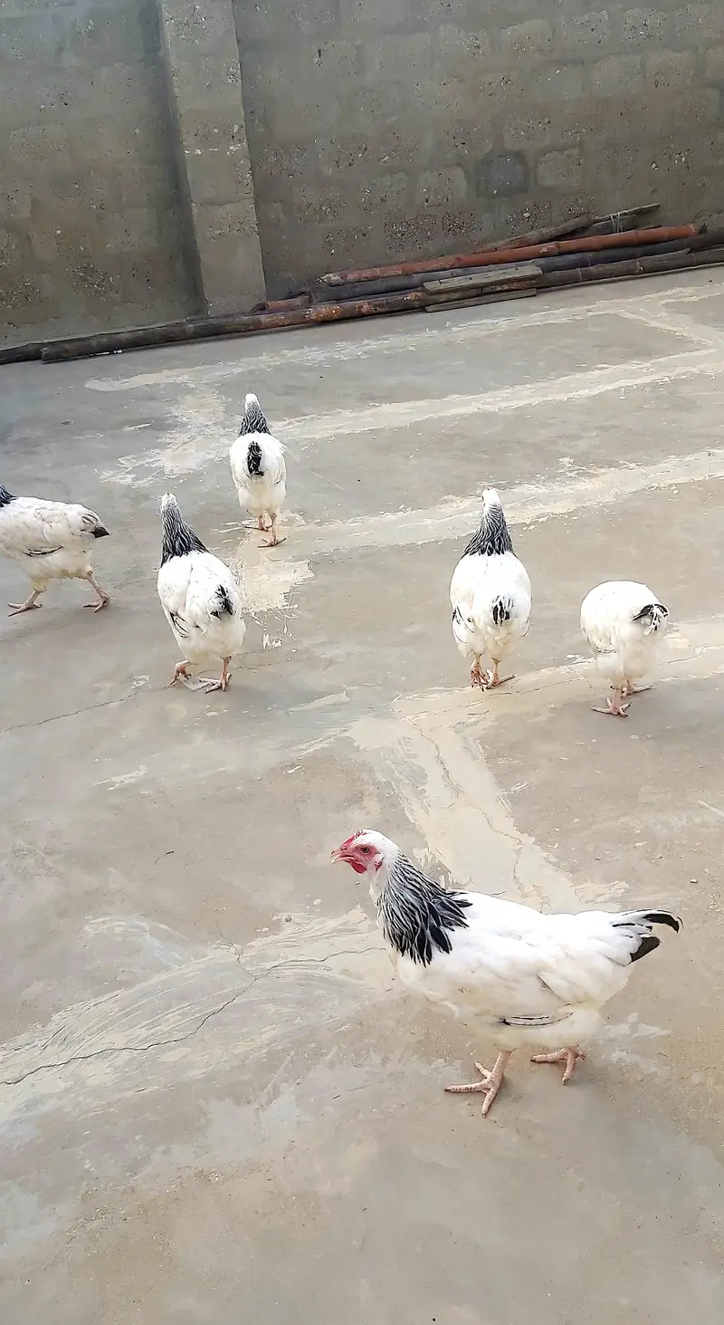 light sussex hen for sell — photo 3