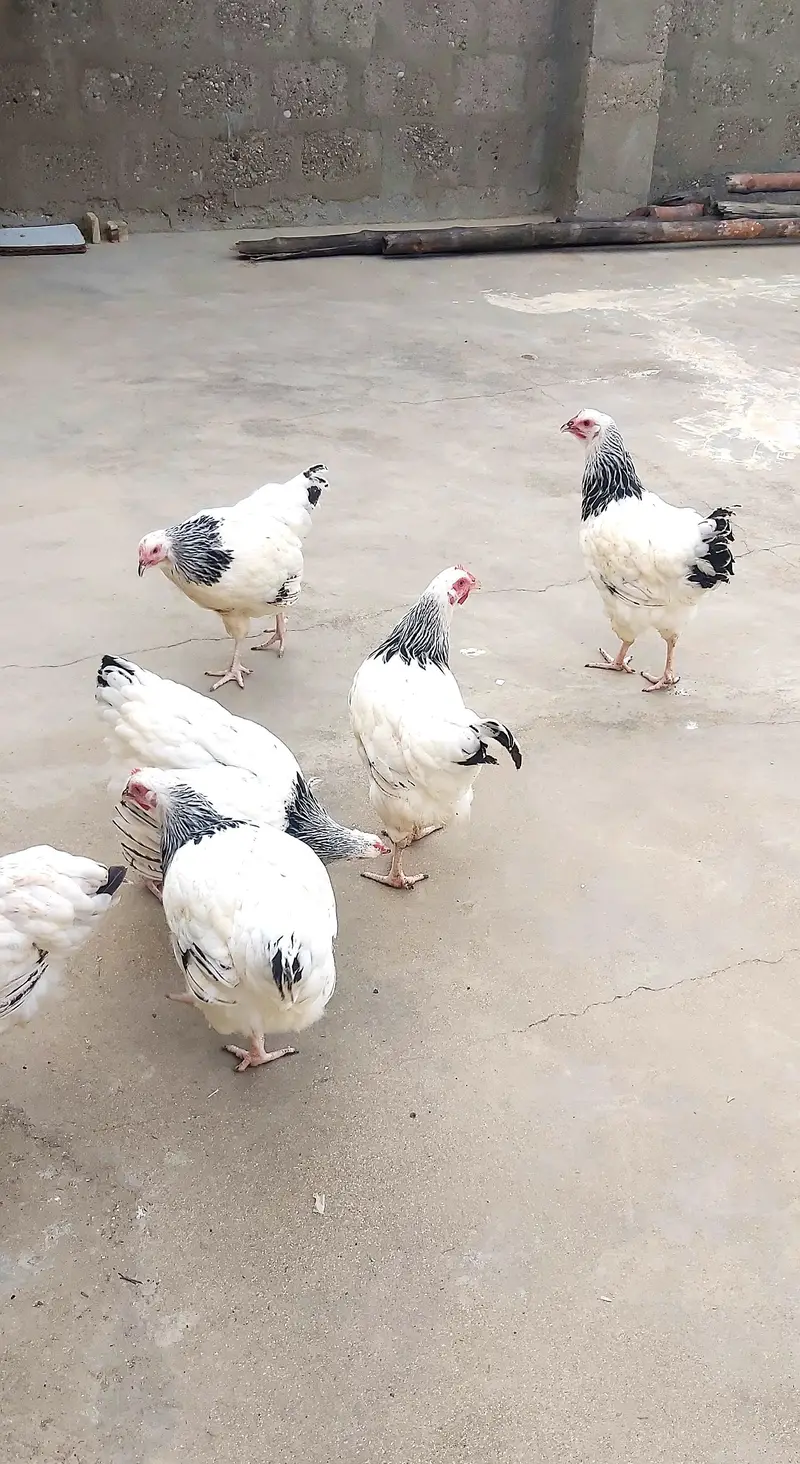 light sussex hen for sell — photo 4