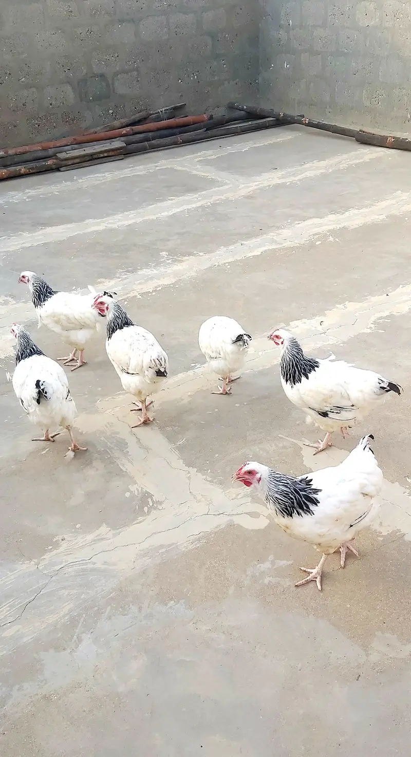light sussex hen for sell — photo 5