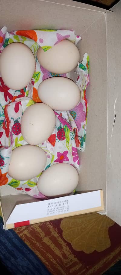 Mianwali Heera Eggs