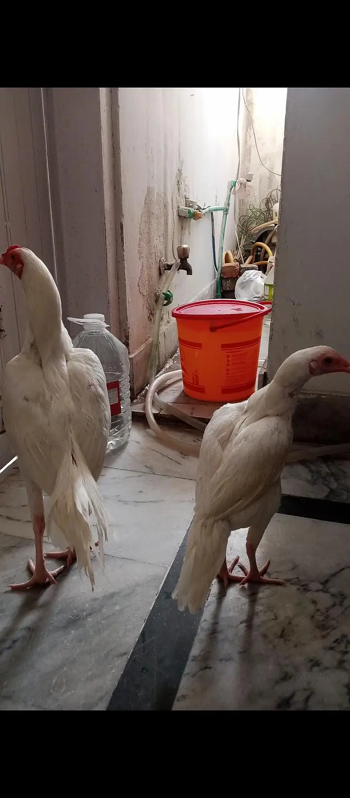 Mianwali Heera Eggs — photo 3