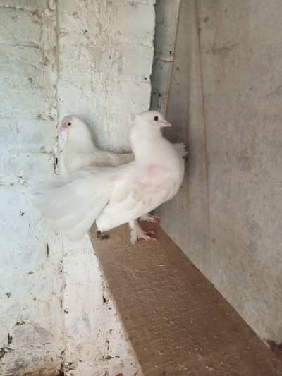 White lucky kabuter