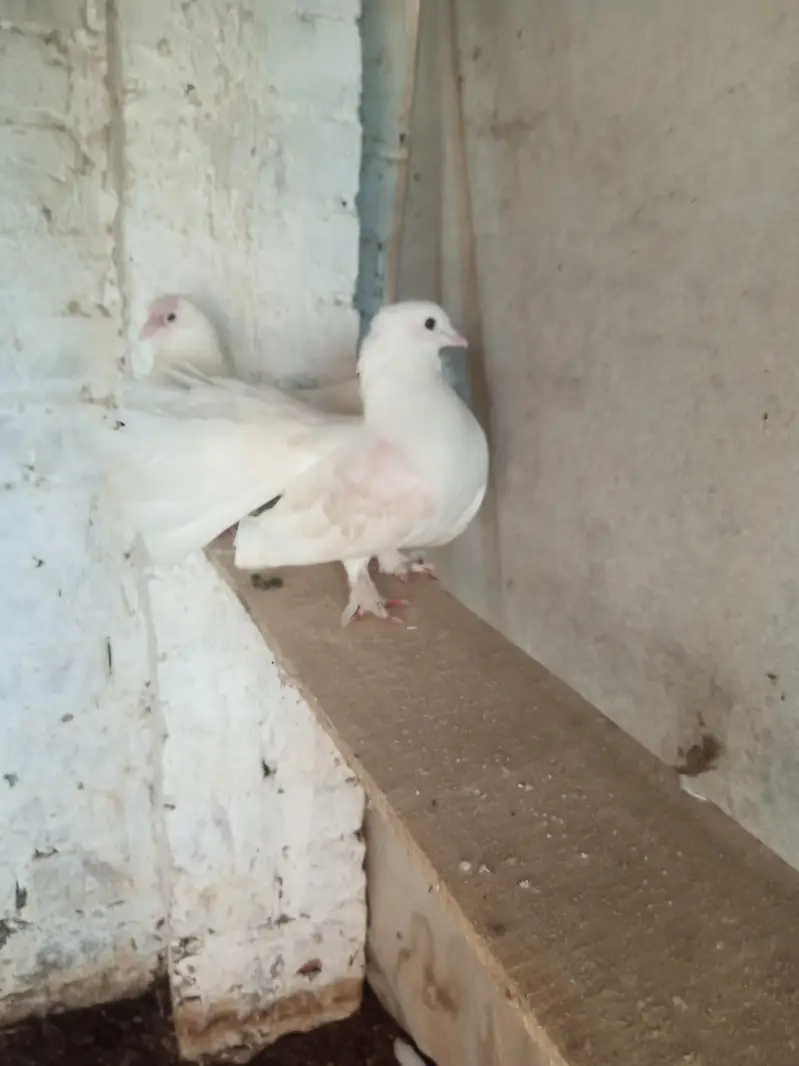 White lucky kabuter — photo 2