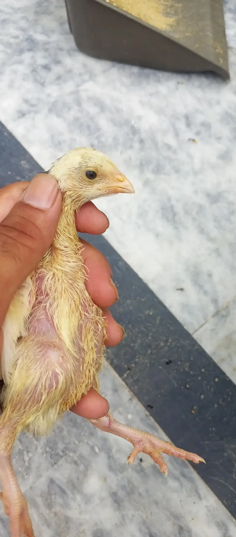 parrot beak Turkish Thai cross chiks — photo 7