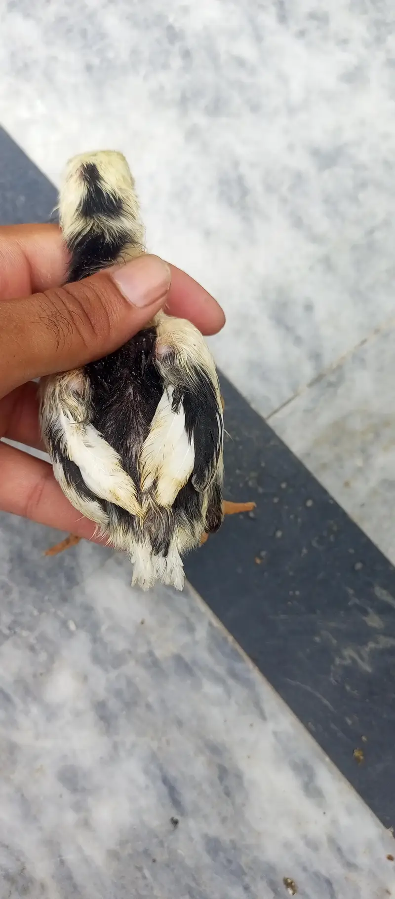 parrot beak Turkish Thai cross chiks — photo 12