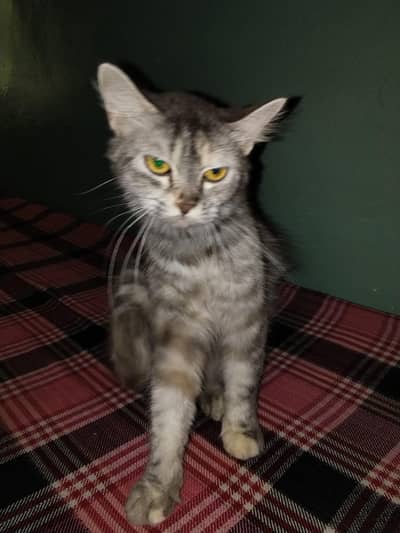 Persian cat