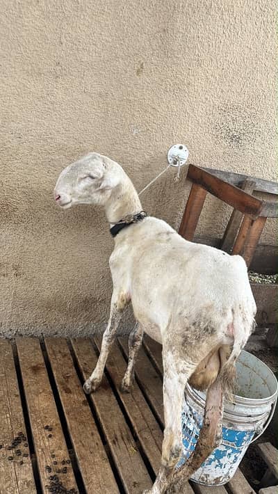 kakka mundra