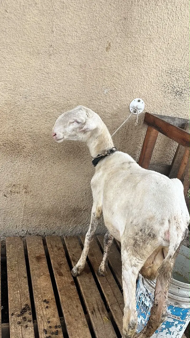 kakka mundra — photo 3