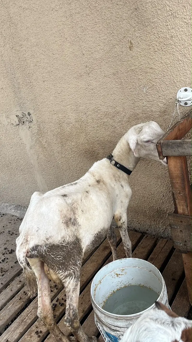 kakka mundra — photo 6