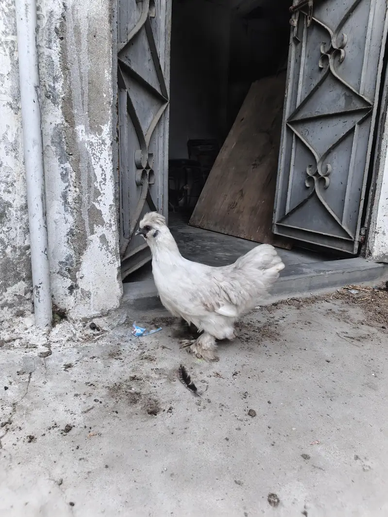 Silkie Male | Murgha | Hen — photo 2