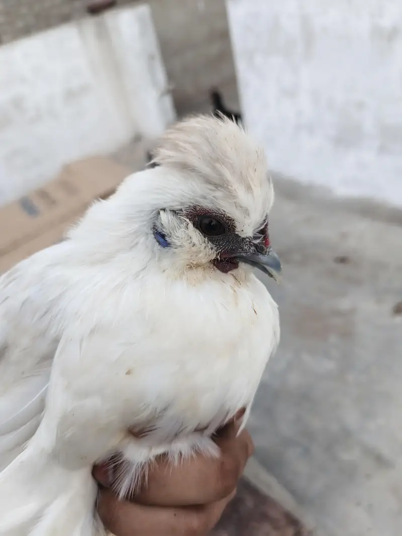 Silkie Male | Murgha | Hen — photo 3