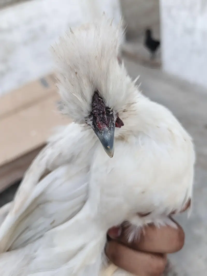 Silkie Male | Murgha | Hen — photo 4