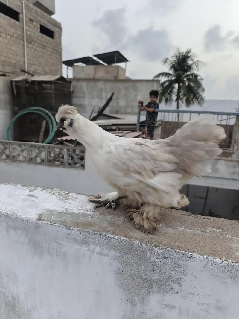 Silkie Male | Murgha | Hen — photo 5
