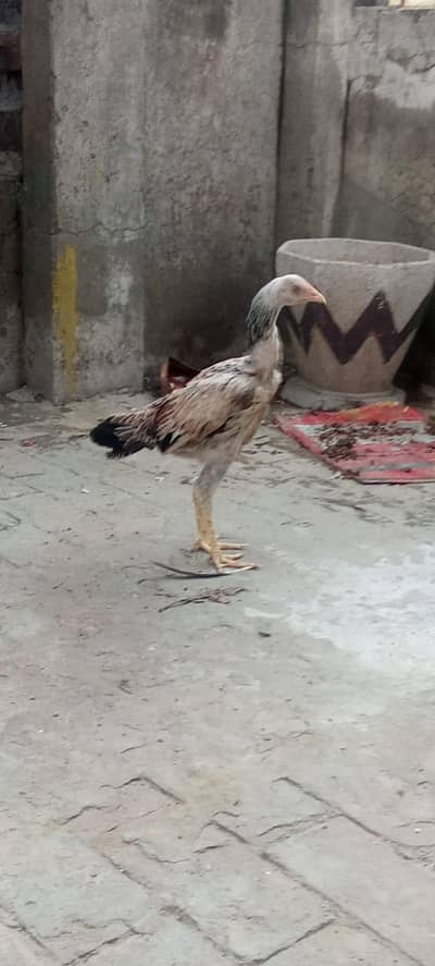1aseel hen and cock