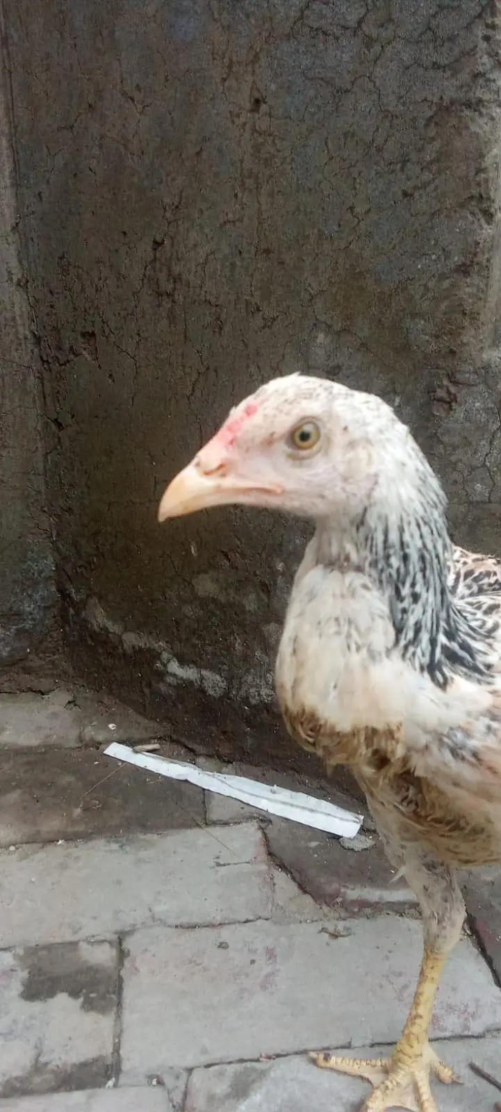 1aseel hen and cock — photo 2