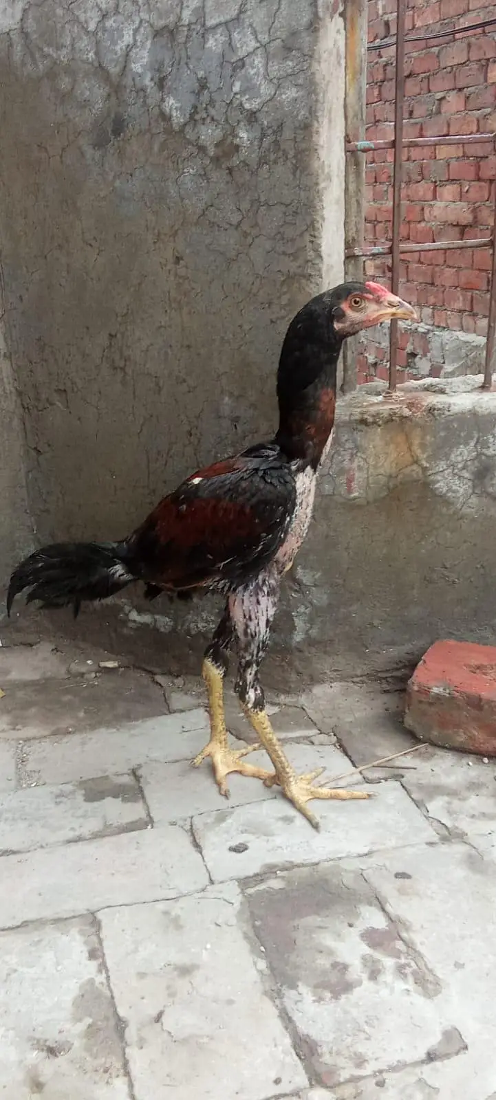1aseel hen and cock — photo 5