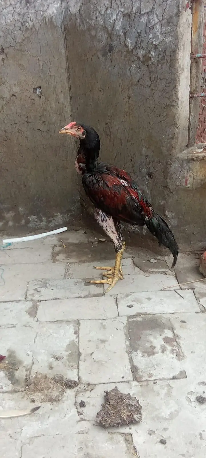 1aseel hen and cock — photo 6