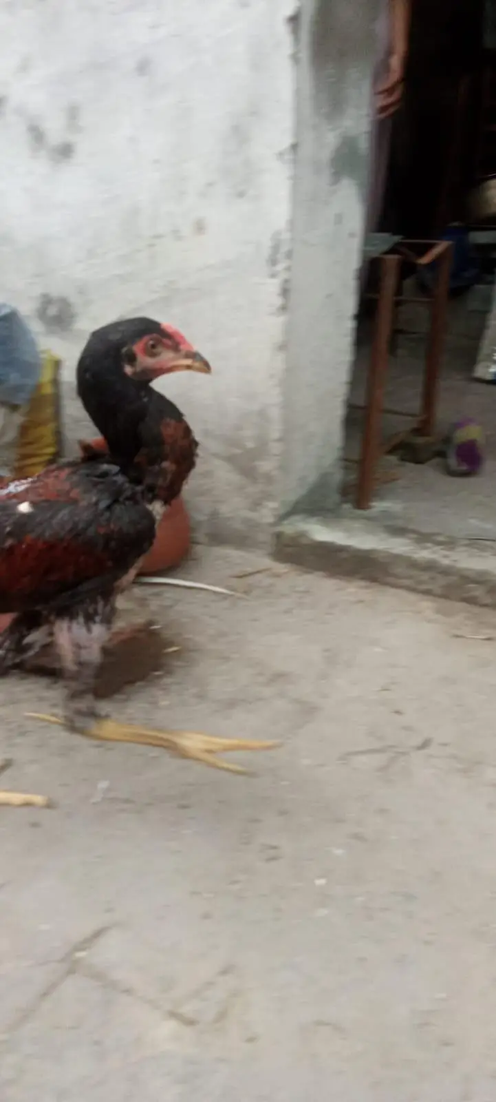 1aseel hen and cock — photo 7