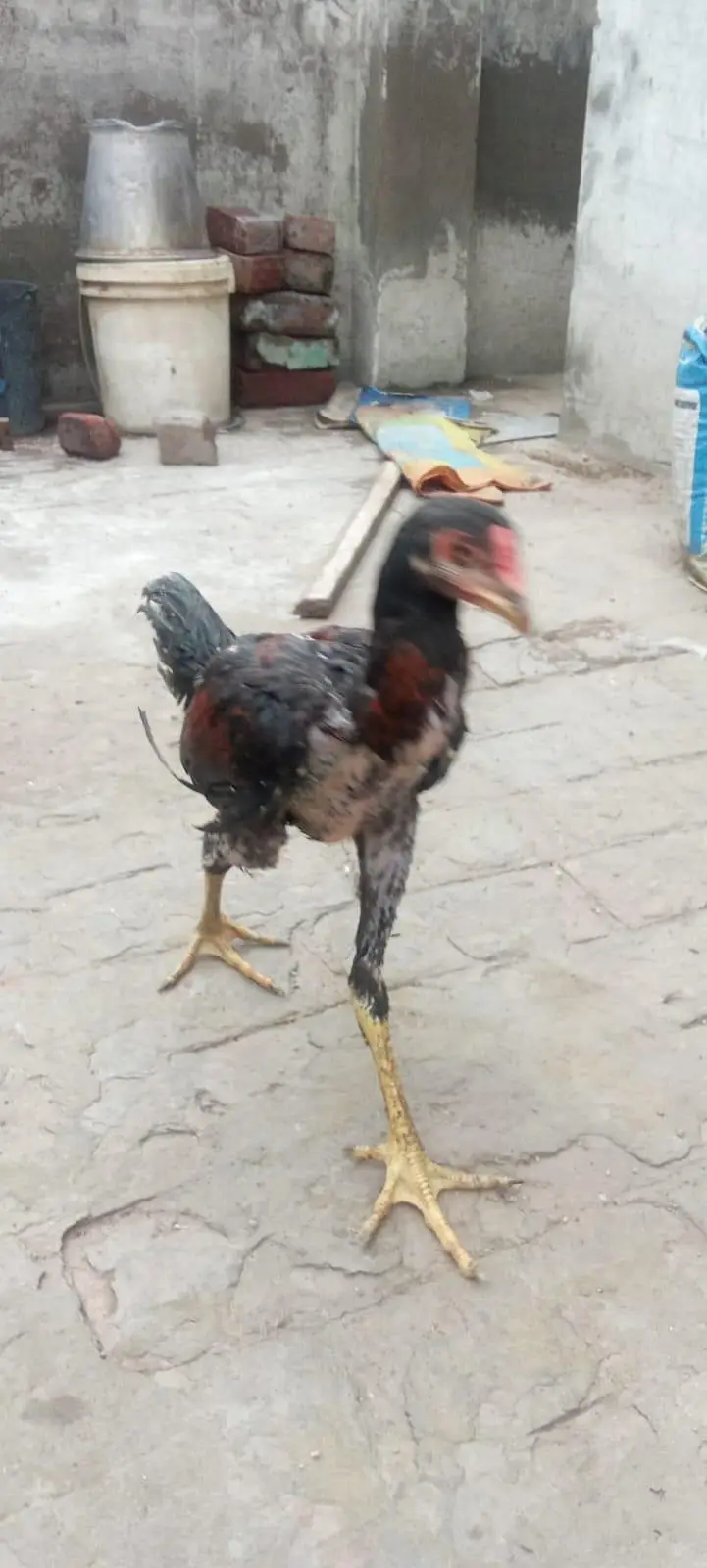 1aseel hen and cock — photo 8