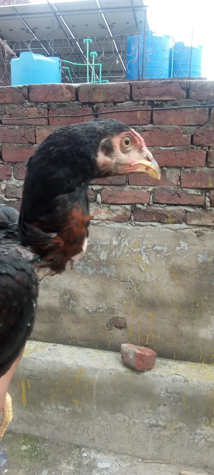1aseel hen and cock — photo 9