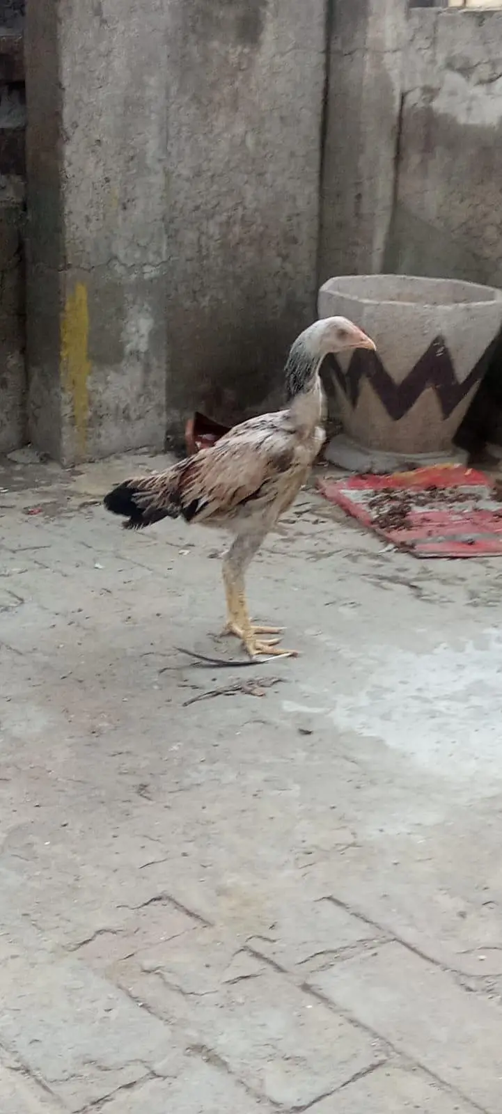 1aseel hen and cock — photo 11