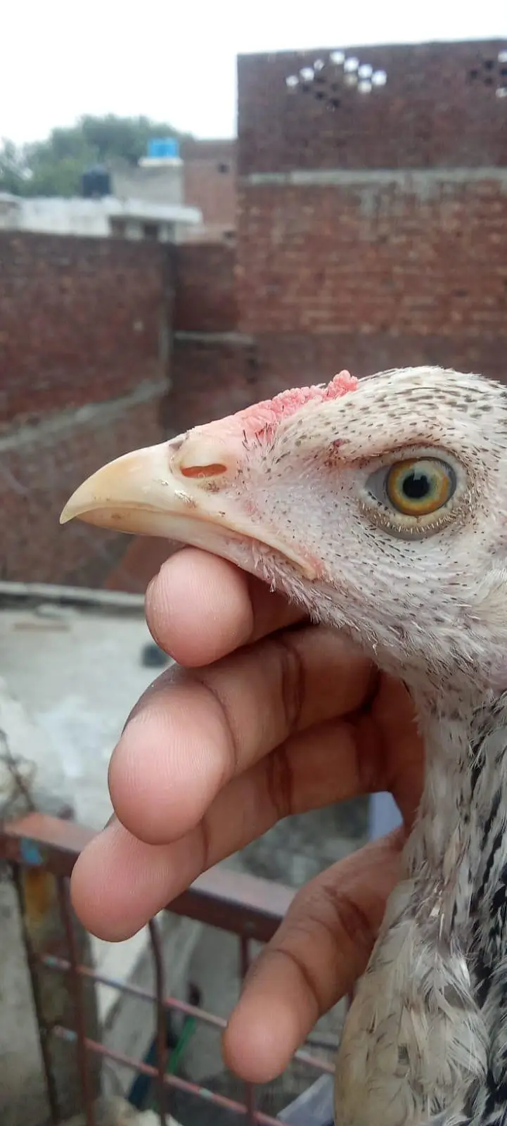 1aseel hen and cock — photo 12