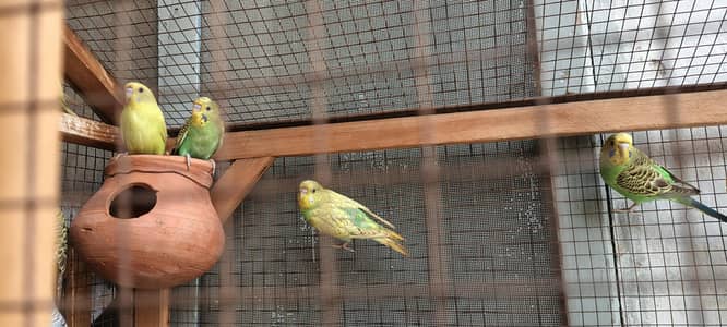 Australian parrots