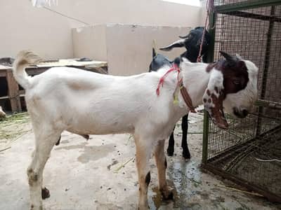 Healthy Bakra for Sale – 6-7 Mahine ka, Fast Growth