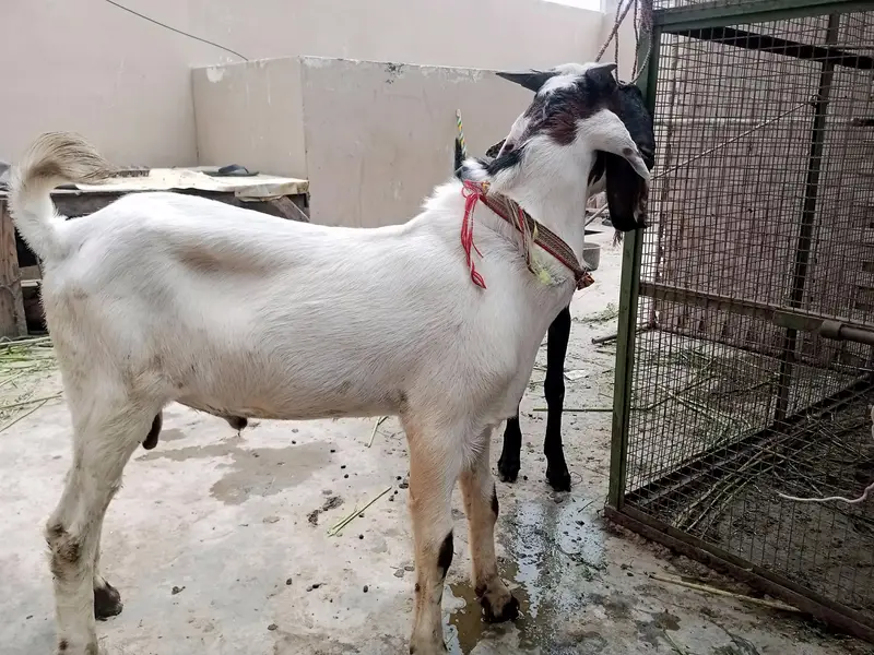 Healthy Bakra for Sale – 6-7 Mahine ka, Fast Growth — photo 2