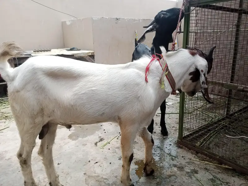 Healthy Bakra for Sale – 6-7 Mahine ka, Fast Growth — photo 3