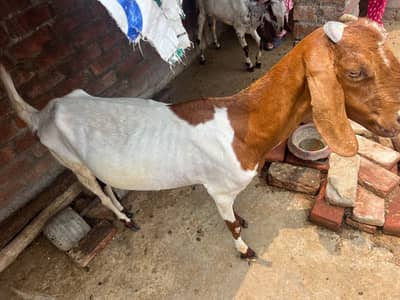 Makhi Cheeni Bakri