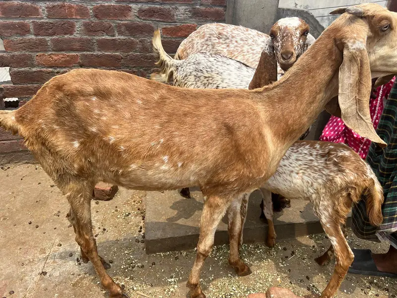 Makhi Cheeni Bakri — photo 2