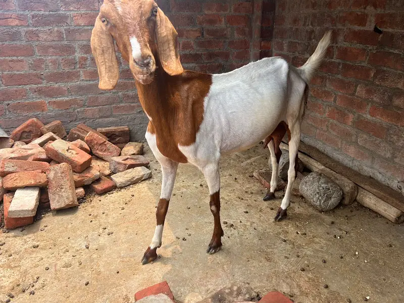 Makhi Cheeni Bakri — photo 3