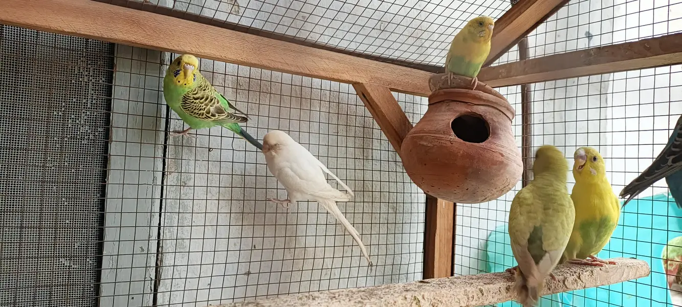 Australian parrots — photo 2