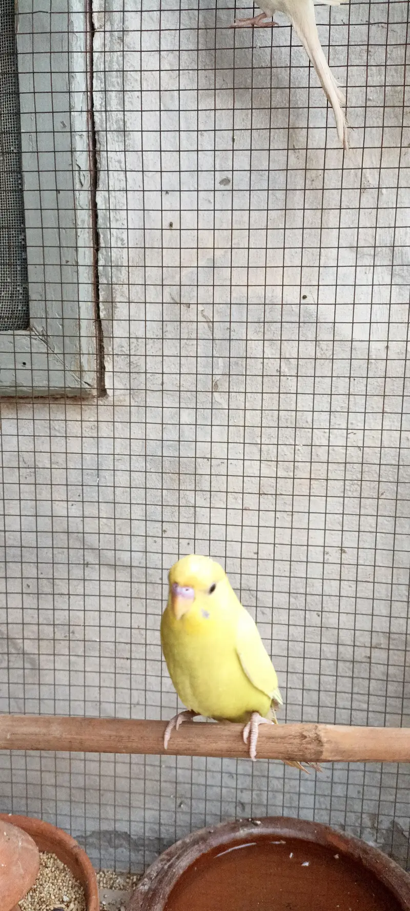 Australian parrots — photo 3