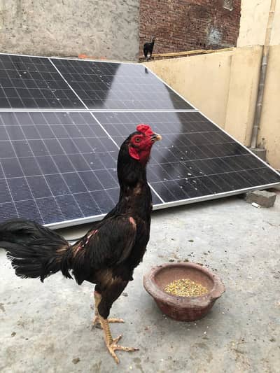 aseel birds for sale