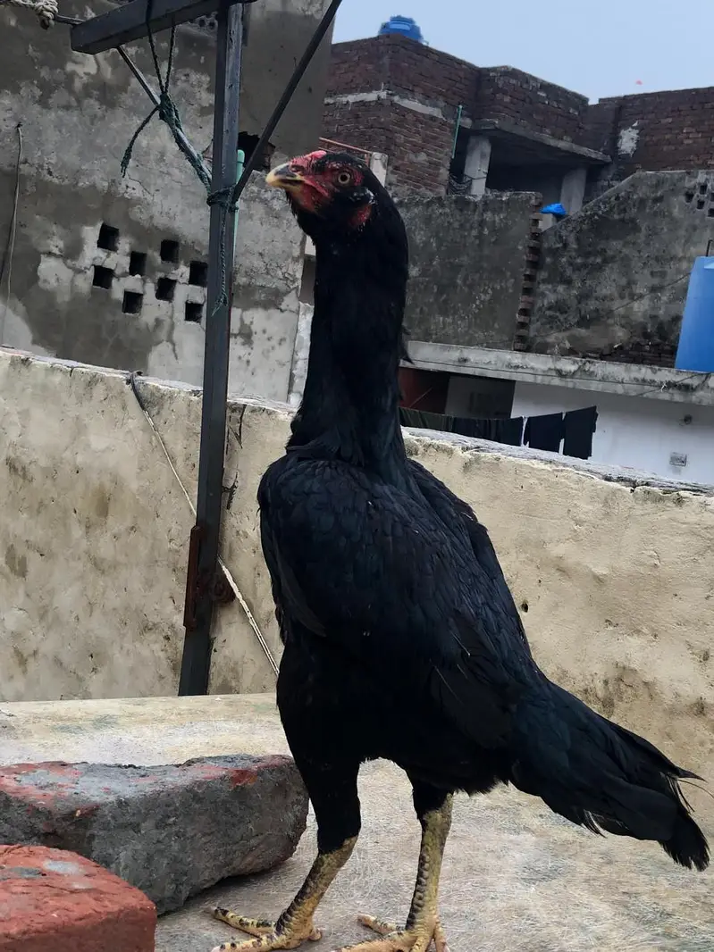 aseel birds for sale — photo 5