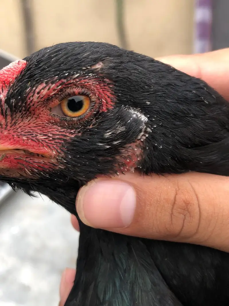 aseel birds for sale — photo 6