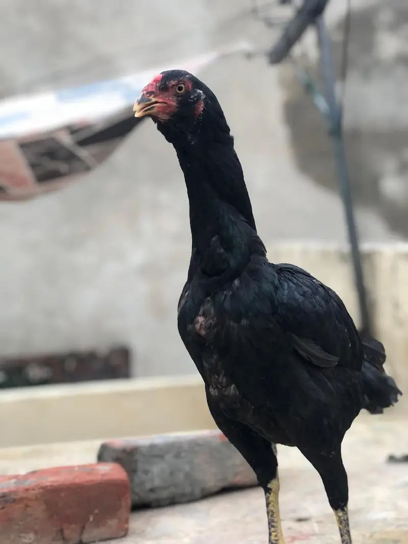 aseel birds for sale — photo 7