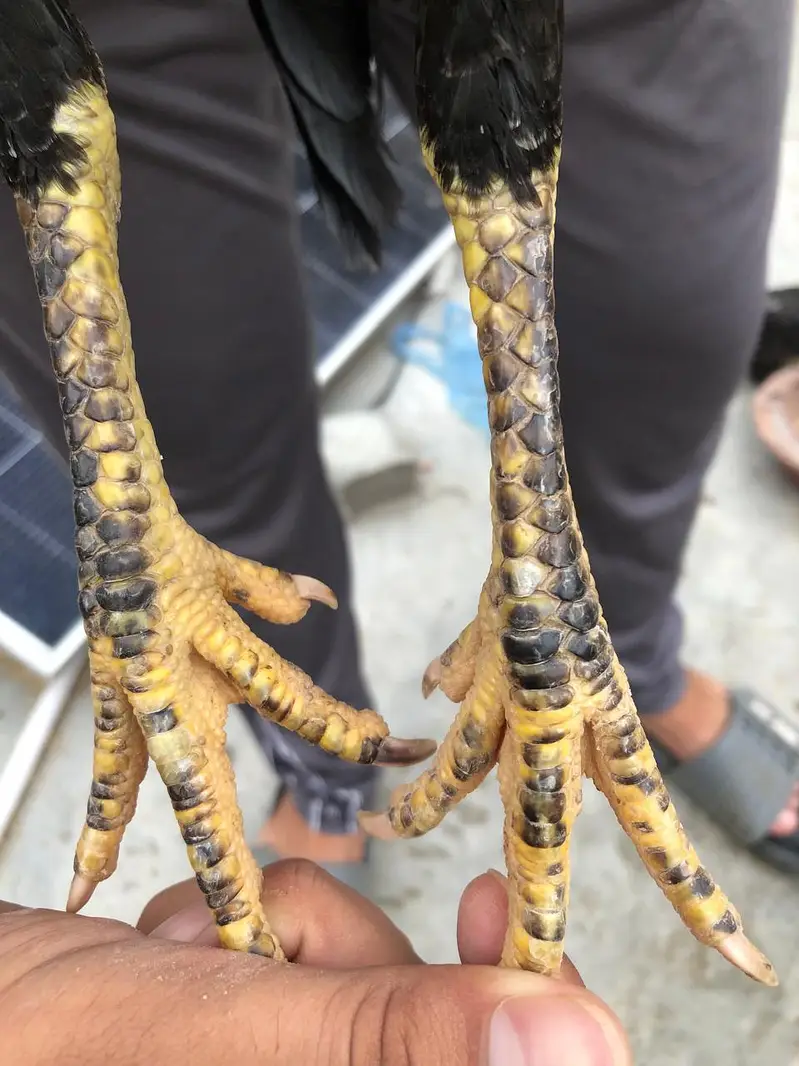 aseel birds for sale — photo 8