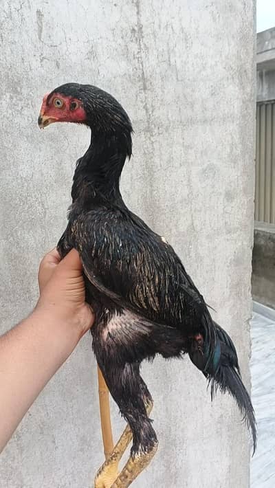 japanese oh shamo chicks