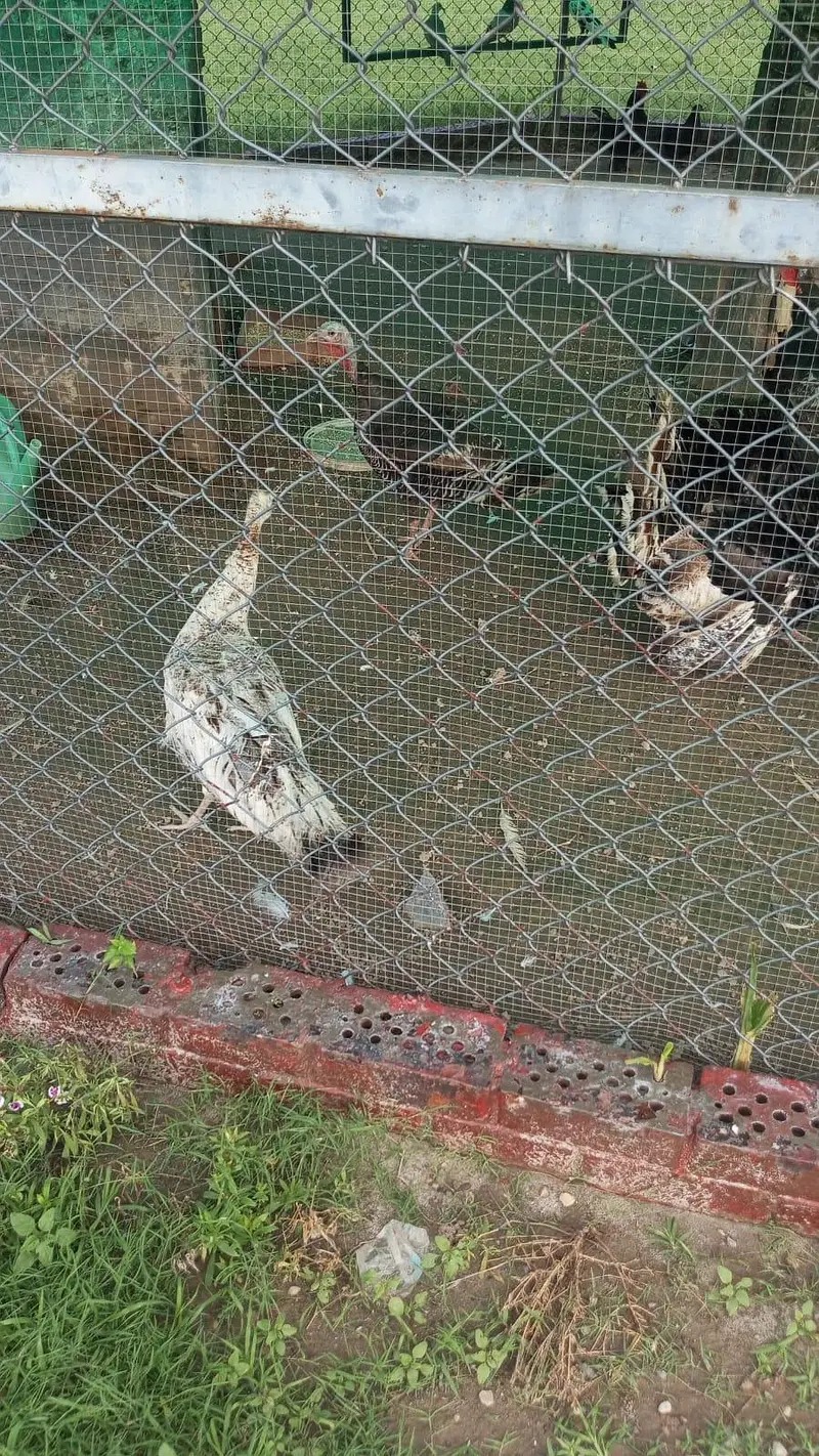 turkey birds for sale
