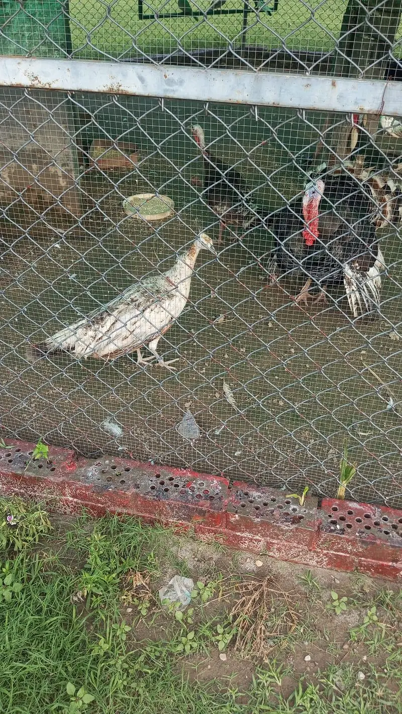 turkey birds for sale — photo 2