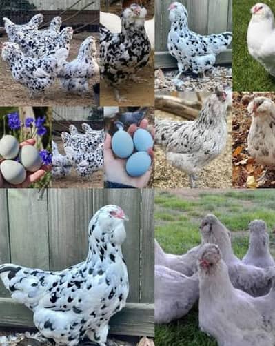 Americana Breed Egg Or Cheks For Sale Karachi