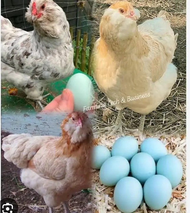 Americana Breed Egg Or Cheks For Sale Karachi — photo 2